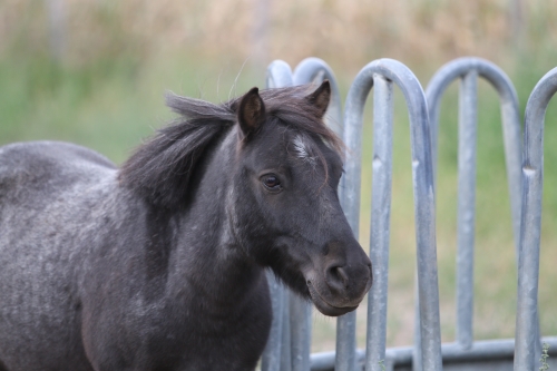 Photo du cheval