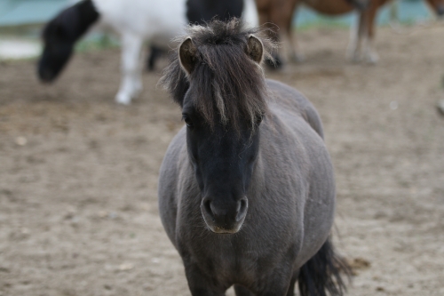 Photo du cheval