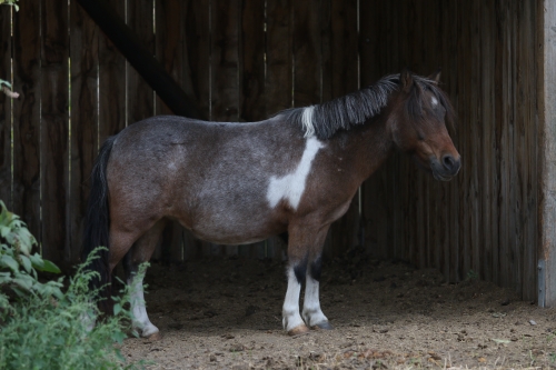 Photo du cheval