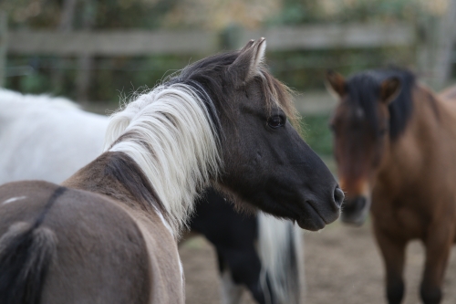 Photo du cheval