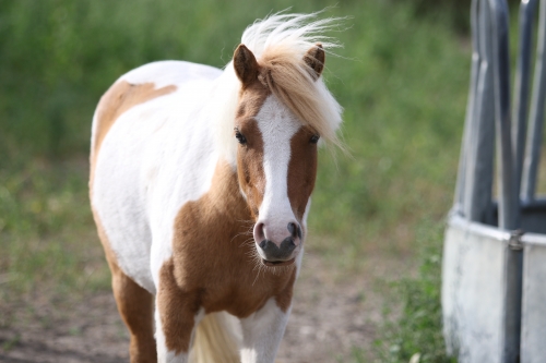 Photo du cheval