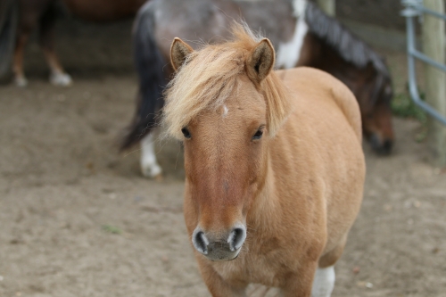 Photo du cheval