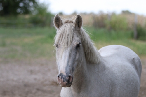 Photo du cheval