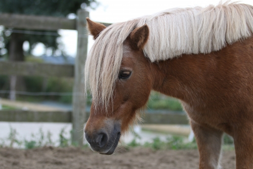 Photo du cheval