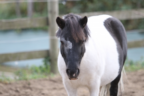 Photo du cheval