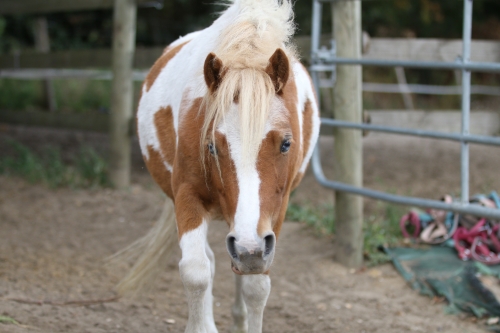 Photo du cheval