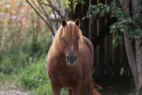 Photo du cheval