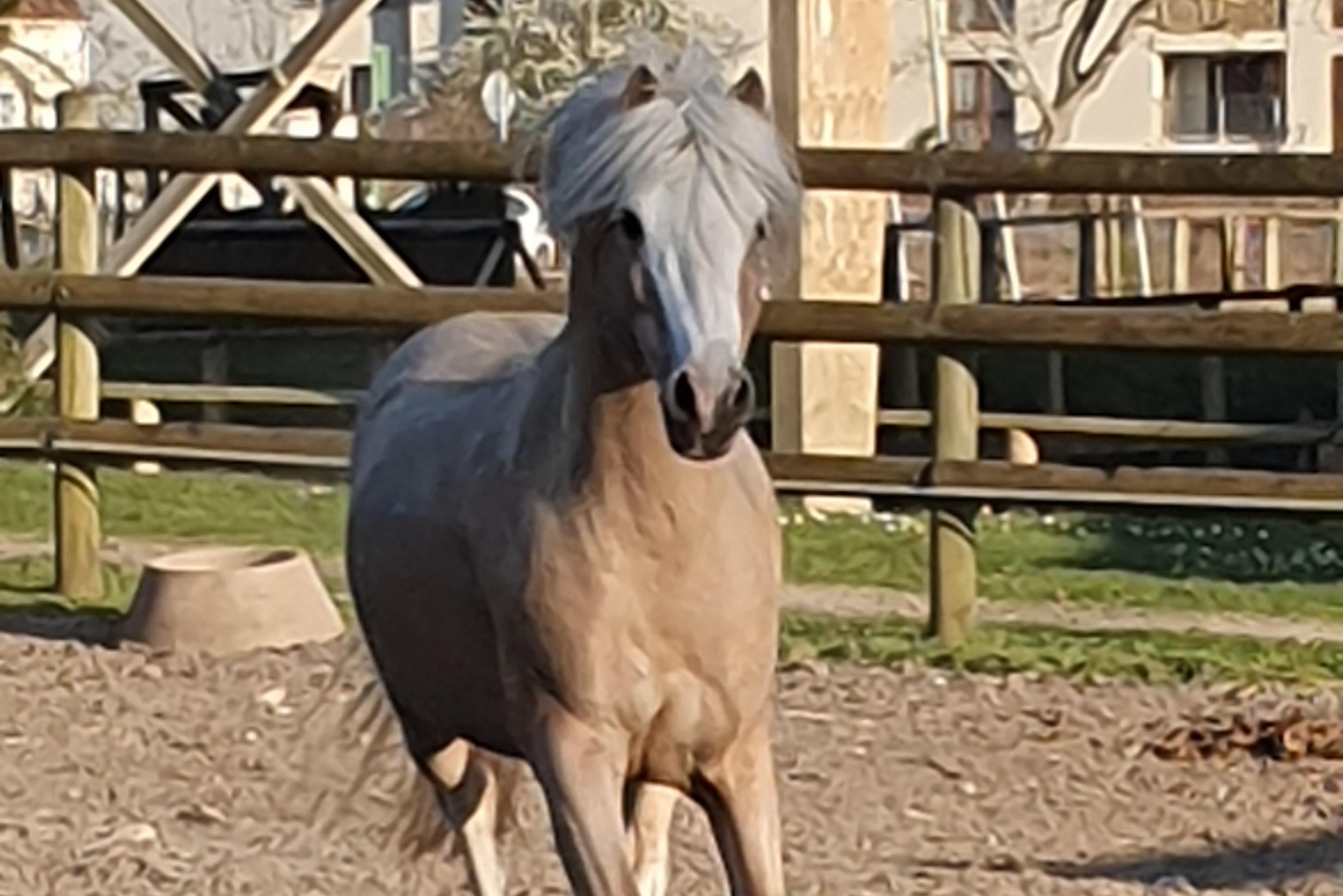 Des nouvelles de vos poneys et chevaux